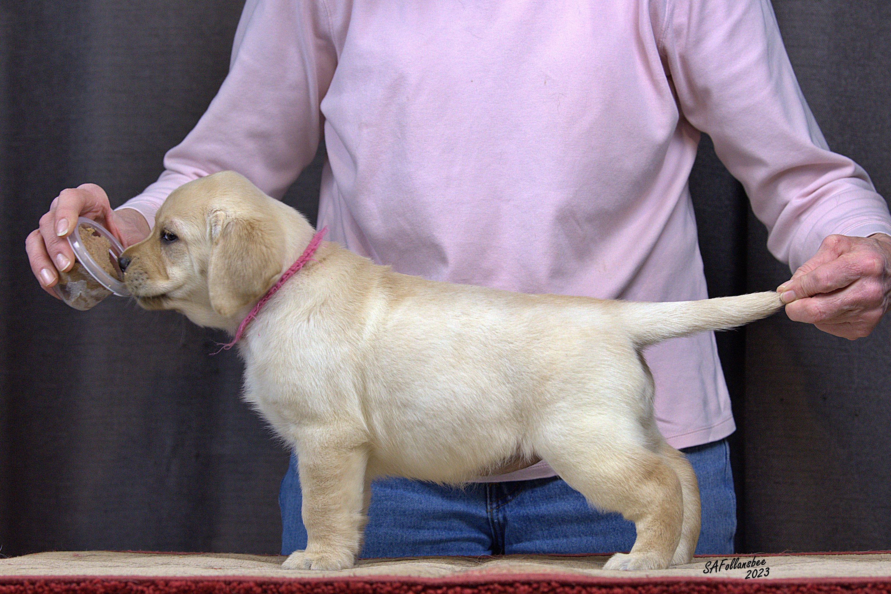 Dove store hill labradors